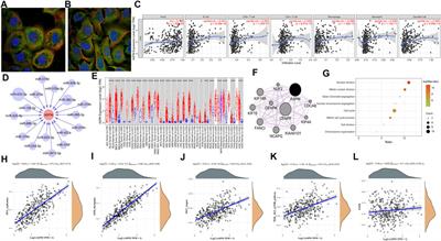 ASPM May be Related to the Malignant Progression of Hepatitis B and is Associated With a Poor Prognosis of Hepatocellular Carcinoma
